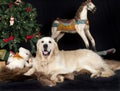 Golden retriever and christmas tree