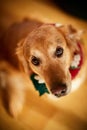 Golden Retriever on Christmas