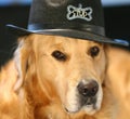 Golden Retriever In costume Hat Royalty Free Stock Photo
