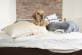 Golden retriever demolishes a pillow