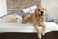 Golden retriever demolishes a pillow