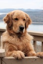 Golden Retriever Dog