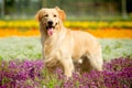 Golden retriever dog Royalty Free Stock Photo