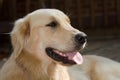 Golden Retriever Dog Royalty Free Stock Photo