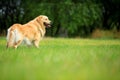 Golden retriever dog