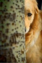 Golden retriever dog Royalty Free Stock Photo