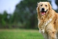 Golden retriever dog Royalty Free Stock Photo