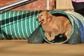 Golden Retriever at a Dog Agility Trial