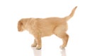 Golden retriever dog analizing and searching for something Royalty Free Stock Photo