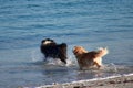 A golden retriever dog and another Bearded Collie, or Beardie playing in the water on the beach Royalty Free Stock Photo