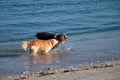 A golden retriever dog and another Bearded Collie, or Beardie playing in the water on the beach Royalty Free Stock Photo