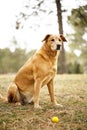 Golden retriever dog with ball Royalty Free Stock Photo