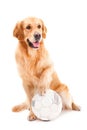 Golden retriever dog with ball on white Royalty Free Stock Photo