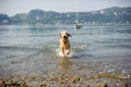 Golden retriever dog bathes in Lake Maggiore, Angera, Lombardy,