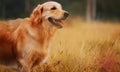 Golden Retriever Dog Royalty Free Stock Photo