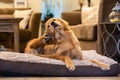 Golden Retriever on dog bed scratching itchy ear Royalty Free Stock Photo