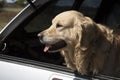 Golden Retriever dog in the car, in the trunk.A dog and a car