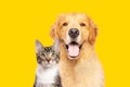 Golden retriever dog and cat portrait together on yellow background Royalty Free Stock Photo