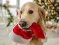 Golden retriever dog in Christmas time Royalty Free Stock Photo