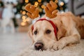 Golden retriever dog in Christmas time Royalty Free Stock Photo