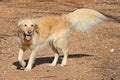 Golden retriever dog with crimped tail and leg feathers