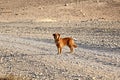 Golden retriever dog in the desert Desert Trip