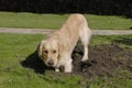 Golden Retriever dog digging hole Royalty Free Stock Photo