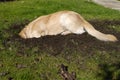 Golden Retriever dog digging hole Royalty Free Stock Photo