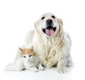 Golden retriever dog embraces a cat. Royalty Free Stock Photo