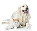 Golden retriever dog embraces a cat. Royalty Free Stock Photo