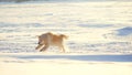 Golden retriever dog enjoying winter jumping in the snow on a sunny day Royalty Free Stock Photo