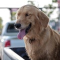 Golden Retriever Dog Face Tongue Royalty Free Stock Photo