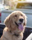 Golden Retriever Dog Face Tongue Royalty Free Stock Photo