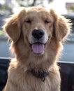 Golden Retriever Dog Face Tongue Royalty Free Stock Photo