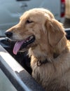 Golden Retriever Dog Face Tongue Royalty Free Stock Photo