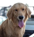 Golden Retriever Dog Face Tongue Royalty Free Stock Photo