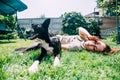 a young girl in the summer plays on the lawn with a dog, she scratches it while she licks and enjoys. Prores422.