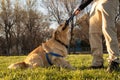 A golden retriever dog fighting the leash with his trainer Royalty Free Stock Photo