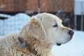 Golden retriever dog and first snow