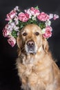 Golden Retriever dog in a flower crown, black background Royalty Free Stock Photo