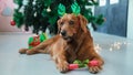 A golden retriever dog with a funny face holds a bone in his paws in a gift Royalty Free Stock Photo