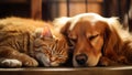 Furry Peace: Golden Retriever and Ginger Cat Enjoying the Warmth of Fall Royalty Free Stock Photo