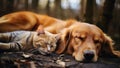 Autumn Slumber: Cat and Golden Retriever Dog Asleep in Nature, A Cozy Nap Outdoors. Royalty Free Stock Photo