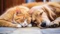 Peaceful Nap: Golden Retriever and Ginger Cat Together, Animal Friendship Royalty Free Stock Photo