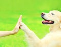 Golden Retriever dog giving paw to hand high five owner woman on the grass training in the park Royalty Free Stock Photo