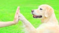 Golden Retriever dog giving paw to hand high five owner woman on the grass training in the park Royalty Free Stock Photo