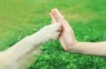 Golden Retriever dog giving paw to hand high five owner woman on the grass training in park Royalty Free Stock Photo