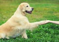 Golden Retriever dog giving paw to hand high five owner woman on the grass training in park Royalty Free Stock Photo