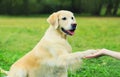 Golden Retriever dog giving paw to hand high five owner woman on the grass training in park Royalty Free Stock Photo