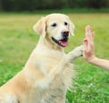 Golden Retriever dog giving paw to hand high five owner woman on the grass training in park Royalty Free Stock Photo